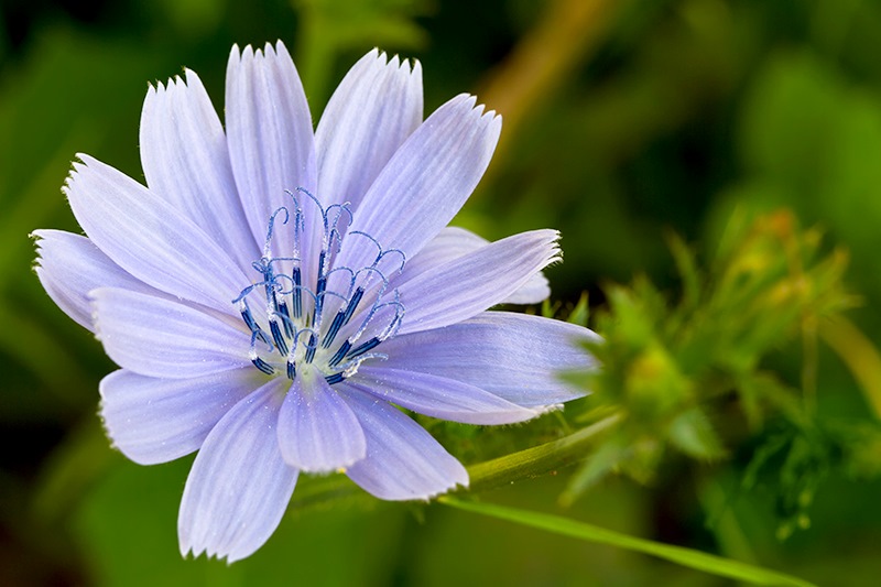 forage chicory cichorium intybus