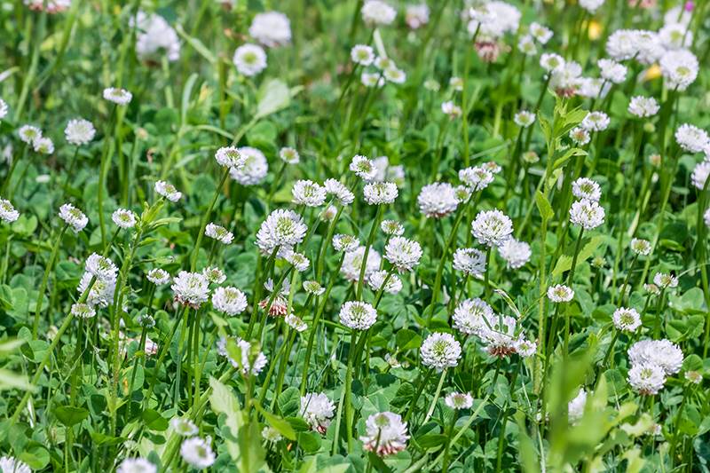 late winter a good time to add clover to food plots