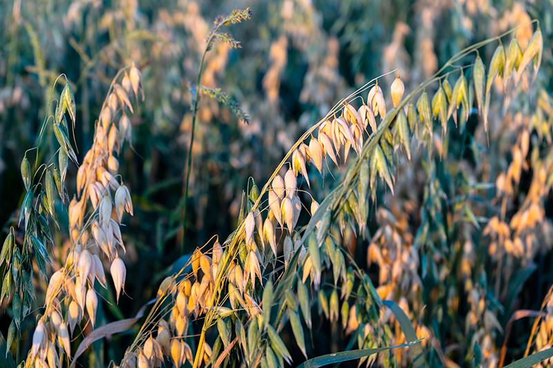 oats avena sativa
