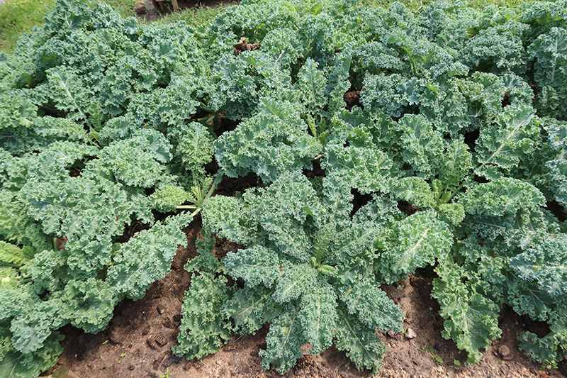 what your mama never told you about brassicas