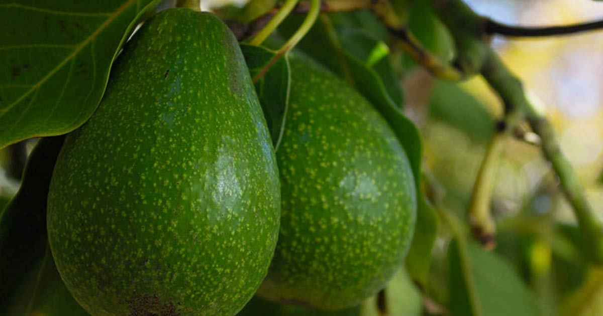 Close-up-of-Avacado-Rippening-on-Tree-og