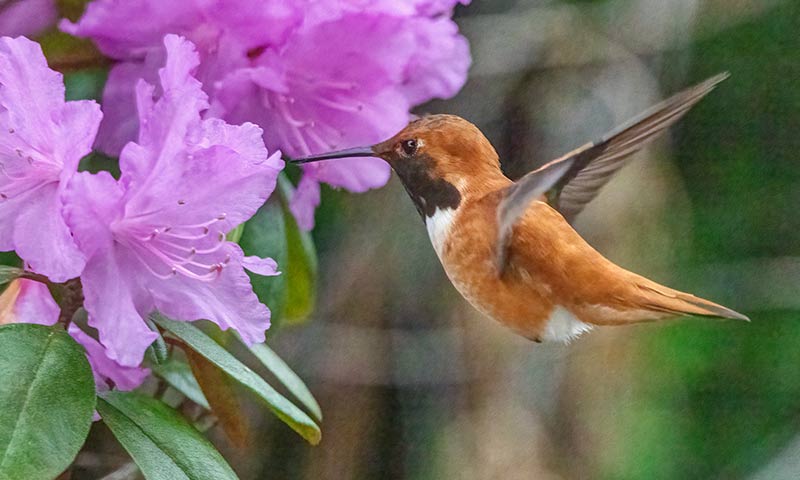 attract-hummingbirdsd-with-azaleas
