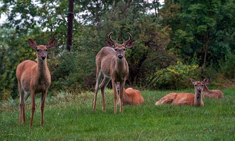 capitalize on deer instincts and habits