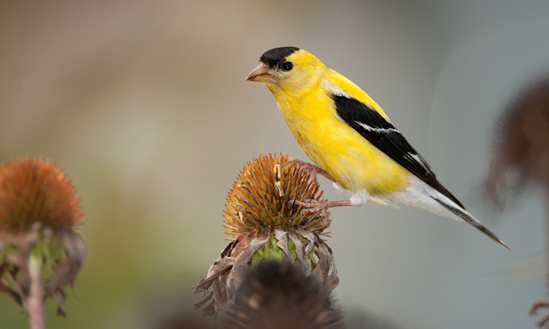 autumn bird garden action