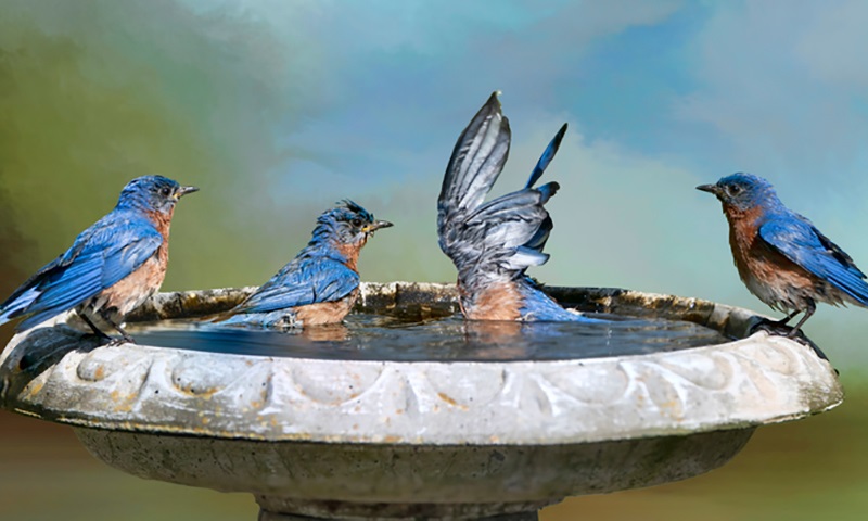 summertime wild bird gardening