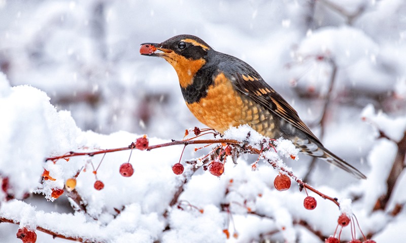 winter gardens for wild birds