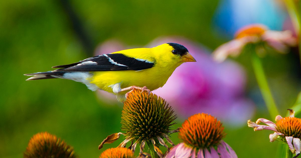 A golden yellow American goldfinch on a garden flower.