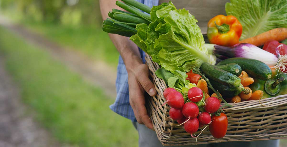 Man in a blue plaid shirt carrying a wicker basket of freshly picked garden vegetables. 