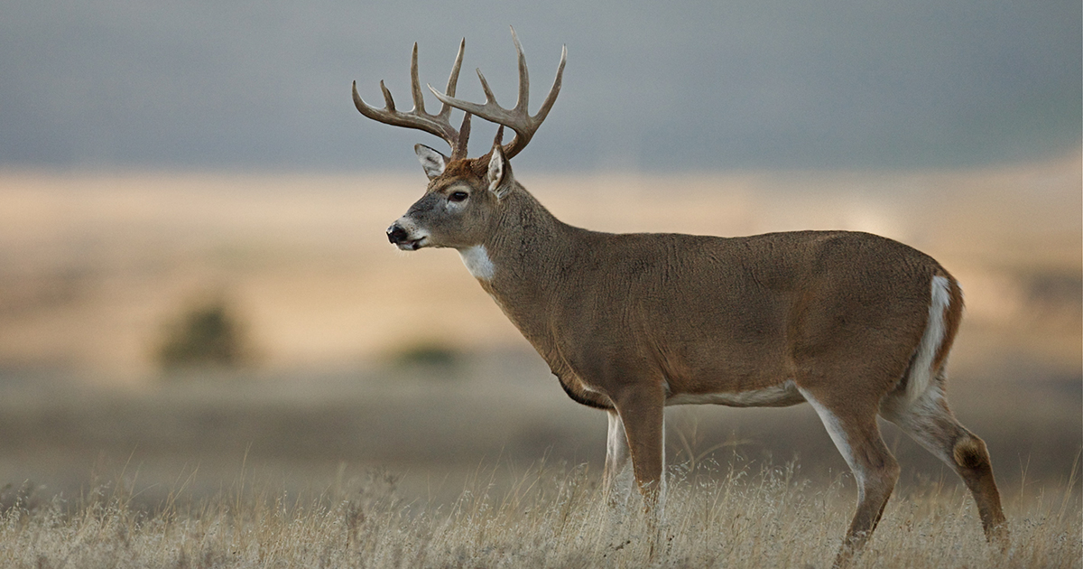 A whitetail buck with a trophy rack standing in a field.