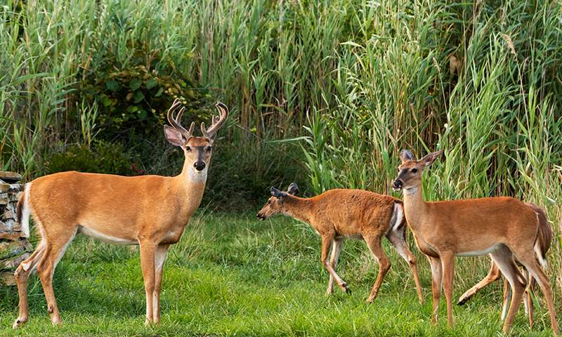 choosing a spot for a food plot