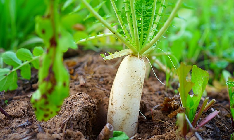 choosing top quality food plot seeds