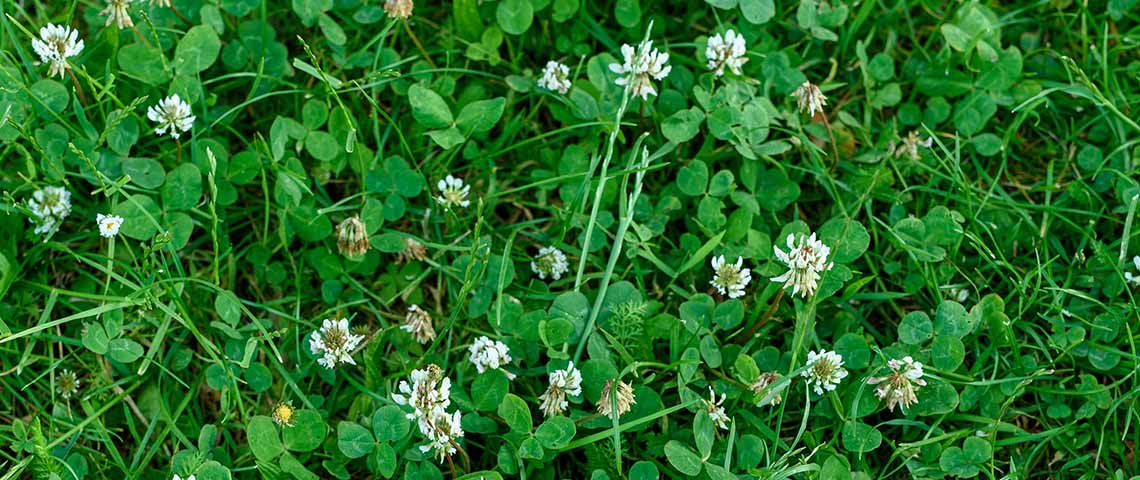 turn your grass into an easy care sustainable lawn