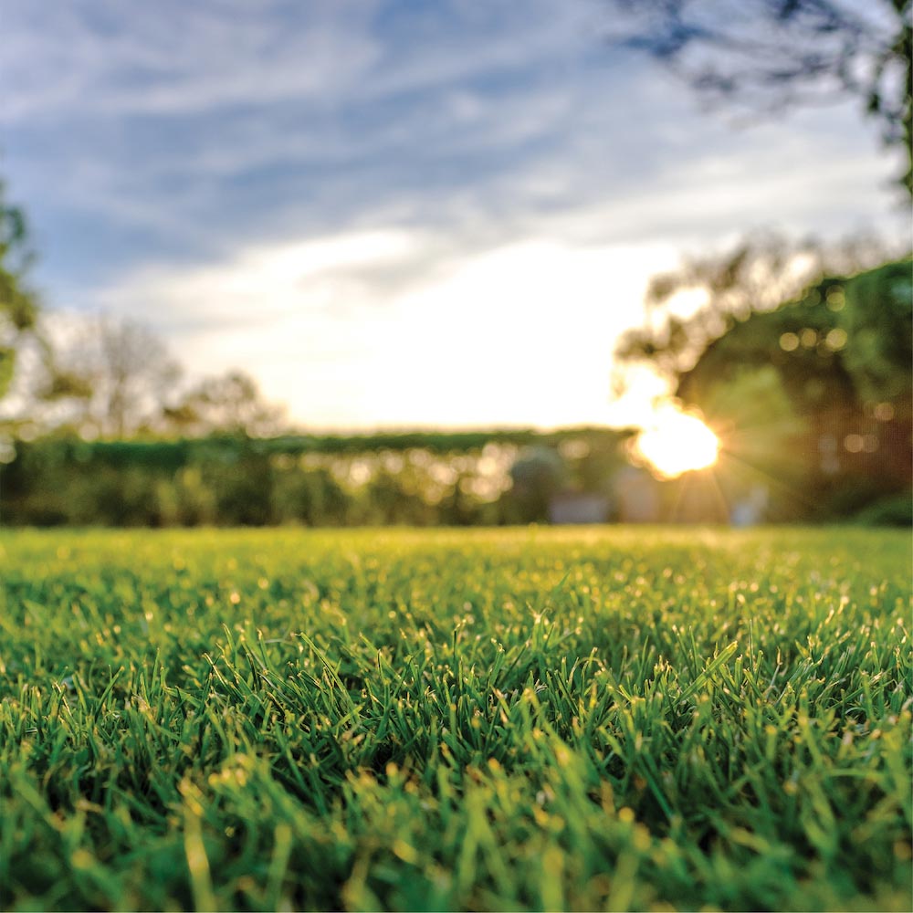 Lawn jpg