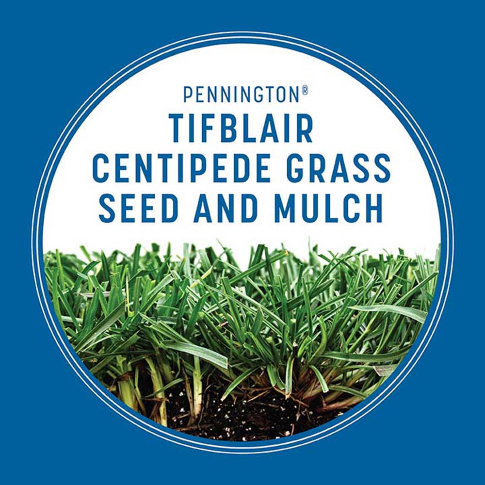 Tifblair Centipede Grass Seed Pennington
