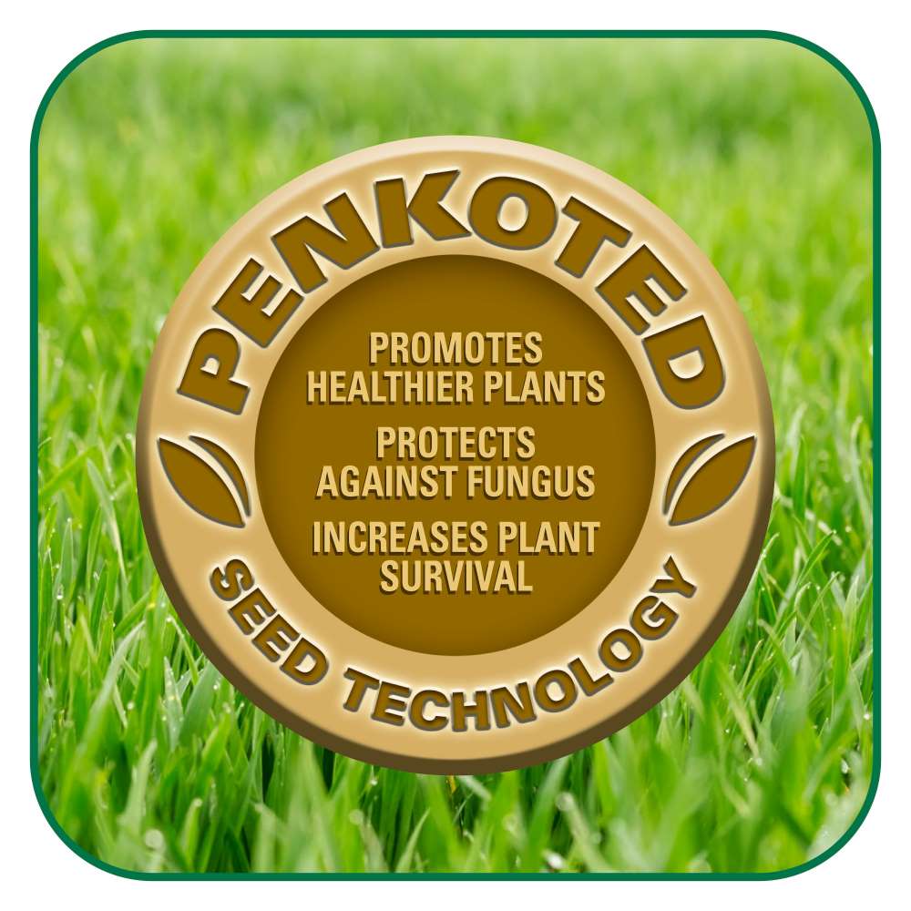 pennington kwik grassv