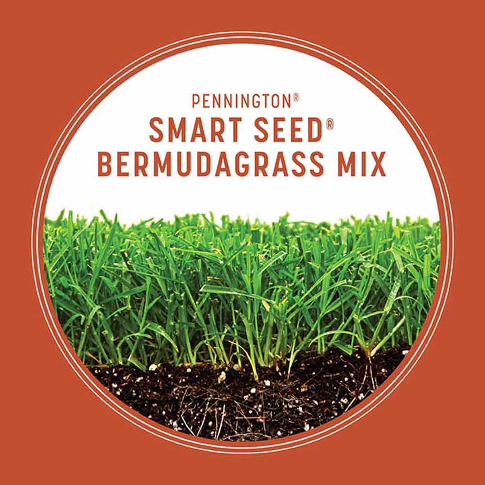 smart-seed-bermuda-grass-growth