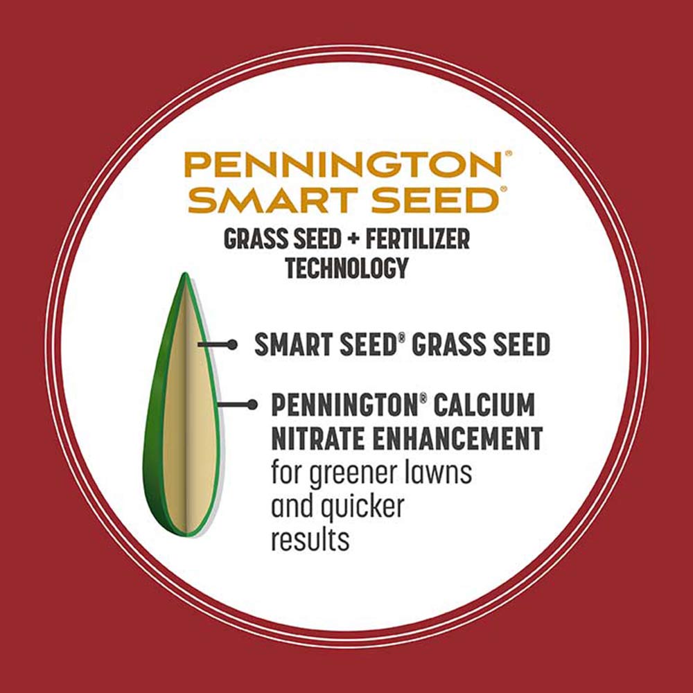 Smart Seed Perennial Ryegrass Grass Seed Pennington