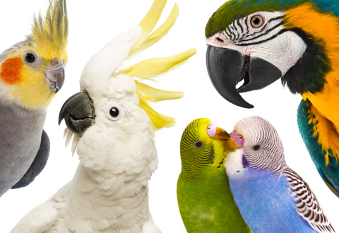 pet-bird-mobile