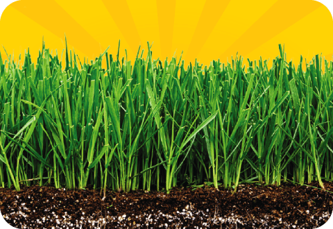 Homepage_GrassSeedButton_480x330