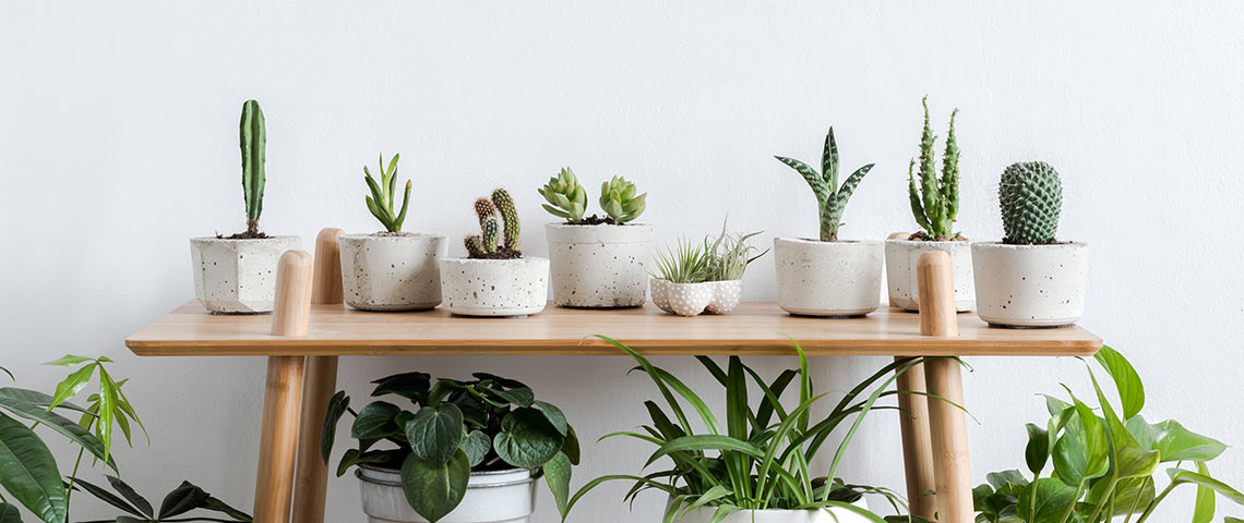Low Care Plants For The Perfect Indoor Cactus Garden 