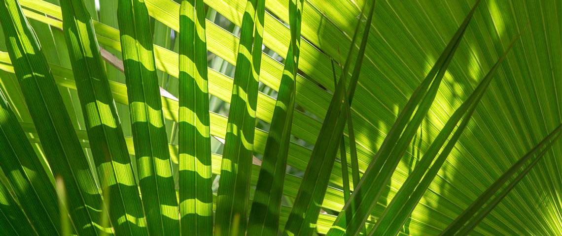 palm tree leaves pattern