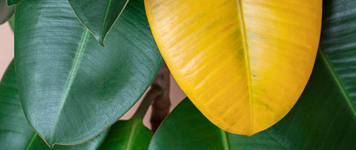 Why Plant Leaves Turn Yellow and How to Fix Them