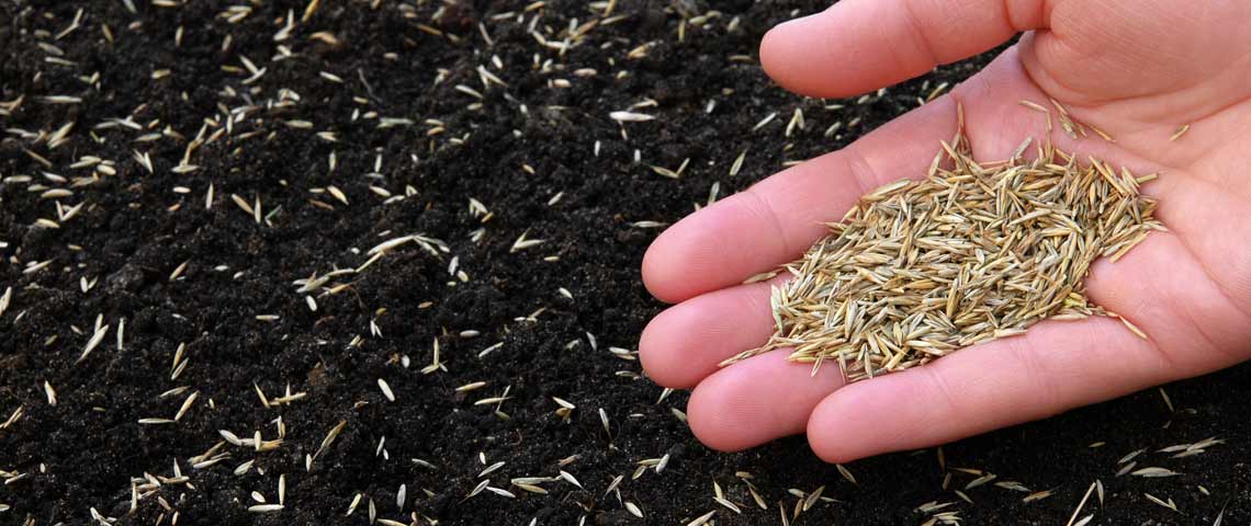 can grass seed be harmful to dogs